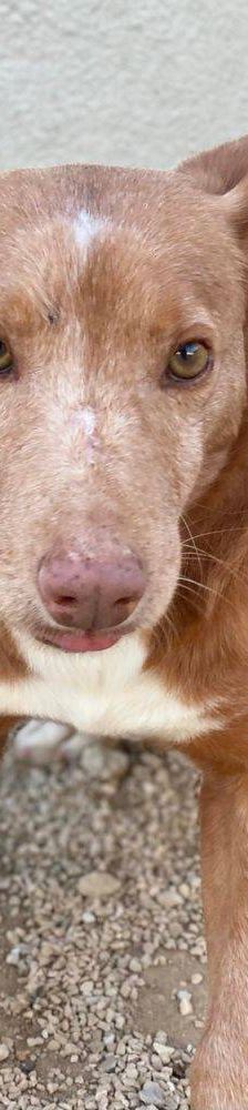 Milky – Podenco-Mischling, Männchen, 7 Jahre, 65520 Bad Camberg – Foto 5