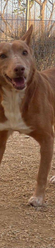Milky – Podenco-Mischling, Männchen, 7 Jahre, 65520 Bad Camberg – Foto 6