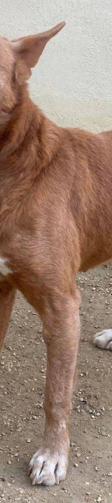 Milky – Podenco-Mischling, Männchen, 7 Jahre, 65520 Bad Camberg – Foto 7