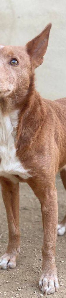 Milky – Podenco-Mischling, Männchen, 7 Jahre, 65520 Bad Camberg – Foto 8