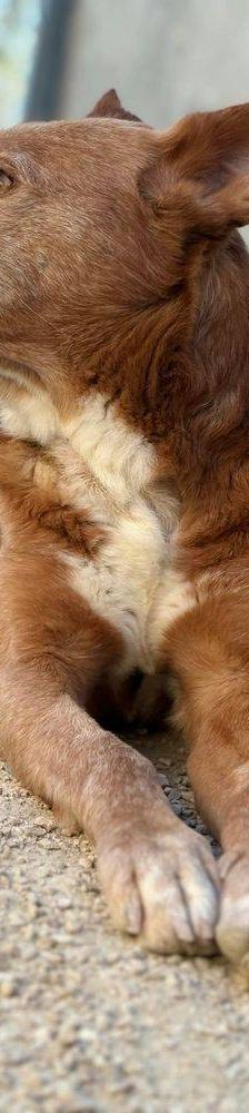 Milky – Podenco-Mischling, Männchen, 7 Jahre, 65520 Bad Camberg – Foto 10