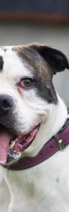 Masou – American Bulldog, Männchen, 4 Jahre 8 Monate, 13057 Berlin – Foto 1