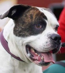 Masou – American Bulldog, Männchen, 4 Jahre 8 Monate, 13057 Berlin – Foto 2