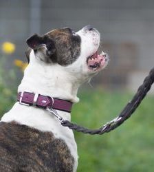 Masou – American Bulldog, Männchen, 4 Jahre 8 Monate, 13057 Berlin – Foto 3