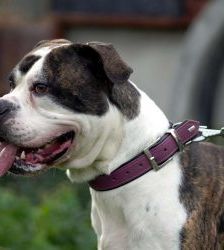Masou – American Bulldog, Männchen, 4 Jahre 8 Monate, 13057 Berlin – Foto 4