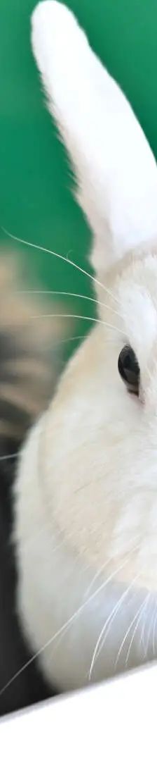 Soy & Hoi Sin – Löwenköpfchen & Zwergkaninchen-Mix, Männchen, 3 Jahre, 13057 Berlin – Foto 1