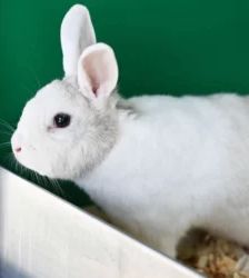 Soy & Hoi Sin – Löwenköpfchen & Zwergkaninchen-Mix, Männchen, 3 Jahre, 13057 Berlin – Foto 2