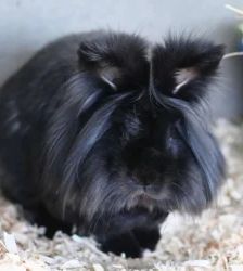 Soy & Hoi Sin – Löwenköpfchen & Zwergkaninchen-Mix, Männchen, 3 Jahre, 13057 Berlin – Foto 3