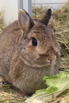 Doro – Zwergkaninchen, Weibchen, 6 Jahre, 90537 Feucht – Foto 1