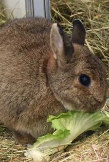 Doro – Zwergkaninchen, Weibchen, 6 Jahre, 90537 Feucht – Foto 2
