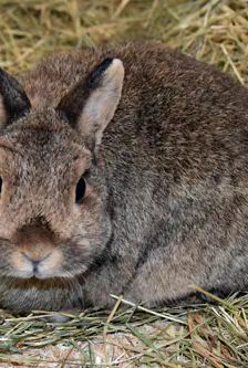 Doro – Zwergkaninchen, Weibchen, 6 Jahre, 90537 Feucht – Foto 3