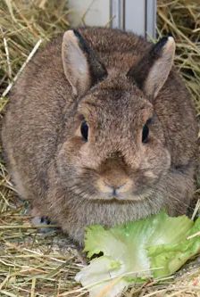 Doro – Zwergkaninchen, Weibchen, 6 Jahre, 90537 Feucht – Foto 4