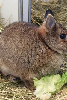 Doro – Zwergkaninchen, Weibchen, 6 Jahre, 90537 Feucht – Foto 5