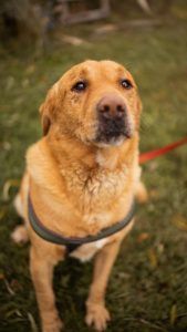 Rokki – Labrador-Mischling, Männchen, 5 Jahre, Nordic Strays e.V. – Foto 1