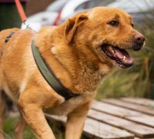 Rokki – Labrador-Mischling, Männchen, 5 Jahre, Nordic Strays e.V. – Foto 2
