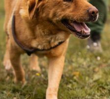 Rokki – Labrador-Mischling, Männchen, 5 Jahre, Nordic Strays e.V. – Foto 3