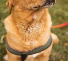 Rokki – Labrador-Mischling, Männchen, 5 Jahre, Nordic Strays e.V. – Foto 4