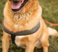 Rokki – Labrador-Mischling, Männchen, 5 Jahre, Nordic Strays e.V. – Foto 5