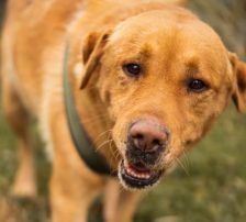 Rokki – Labrador-Mischling, Männchen, 5 Jahre, Nordic Strays e.V. – Foto 6