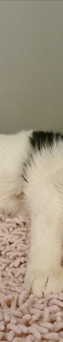 PHOEBE – Europäisch Kurzhaar, Weibchen, 18 Jahre, 81829 München – Foto 1