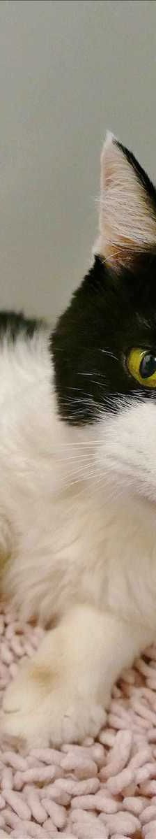 PHOEBE – Europäisch Kurzhaar, Weibchen, 18 Jahre, 81829 München – Foto 3