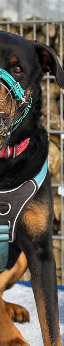 PABLO – Rottweiler, Männchen, 5 Jahre 8 Monate, 81829 München – Foto 1
