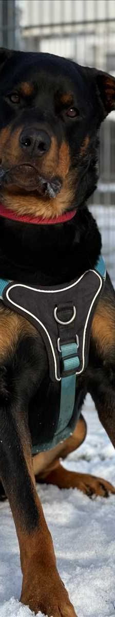 PABLO – Rottweiler, Männchen, 5 Jahre 8 Monate, 81829 München – Foto 2