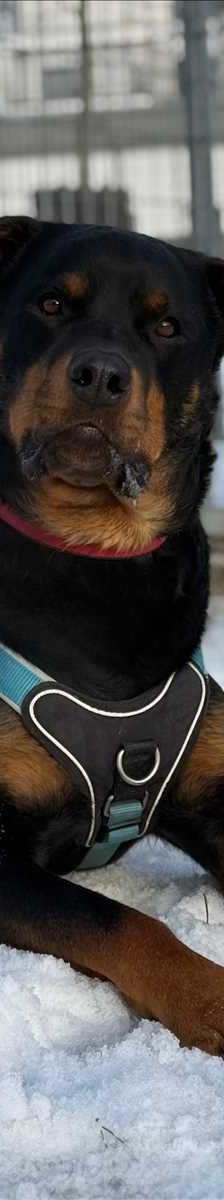 PABLO – Rottweiler, Männchen, 5 Jahre 8 Monate, 81829 München – Foto 4