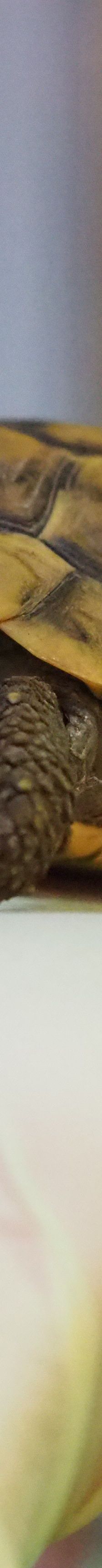 Zucchini// Mycoplasmen Positiv *Reserviert* – Griechische Landschildkröte, Unbekannt, Alter unbekannt, 50969 Köln-Zollstock – Foto 1