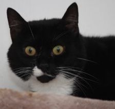 Enid – EKH, Weibchen, 14 Jahre, 58553 Halver – Foto 1
