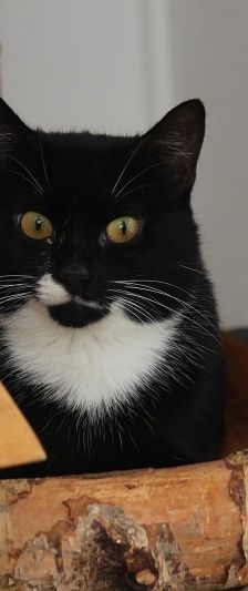 Enid – EKH, Weibchen, 14 Jahre, 58553 Halver – Foto 2