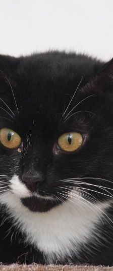 Enid – EKH, Weibchen, 14 Jahre, 58553 Halver – Foto 3