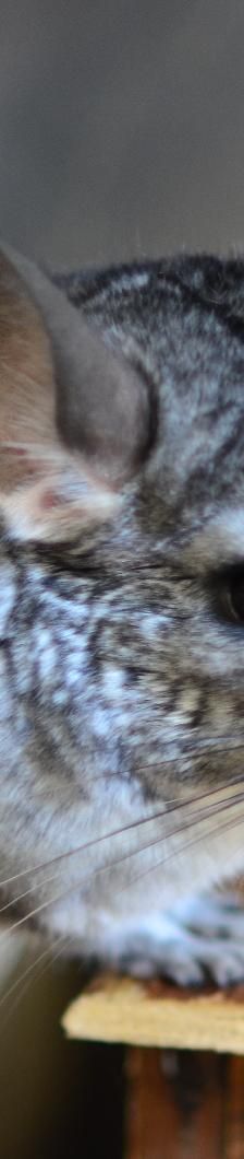 Chinchilla – Sonstiges, Unbekannt, Alter unbekannt, 97074 Würzburg – Foto 1