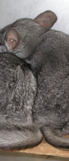 Chinchilla – Sonstiges, Unbekannt, Alter unbekannt, 97074 Würzburg – Foto 2