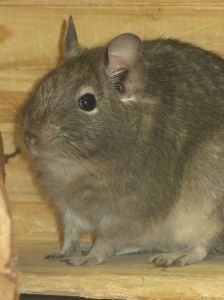 Chinchilla – Sonstiges, Unbekannt, Alter unbekannt, 97074 Würzburg – Foto 3