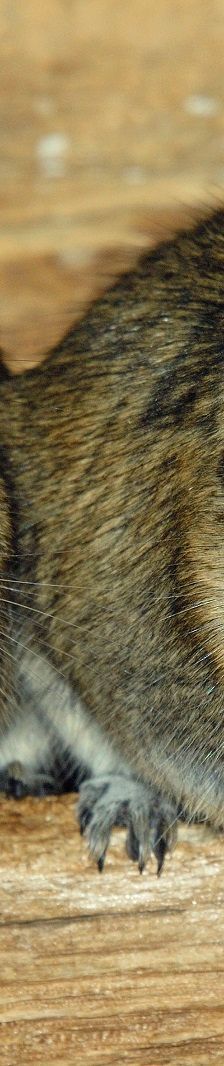 Chinchilla – Sonstiges, Unbekannt, Alter unbekannt, 97074 Würzburg – Foto 4