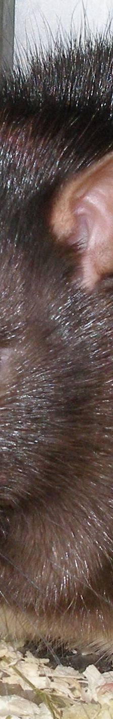 Chinchilla – Sonstiges, Unbekannt, Alter unbekannt, 97074 Würzburg – Foto 5