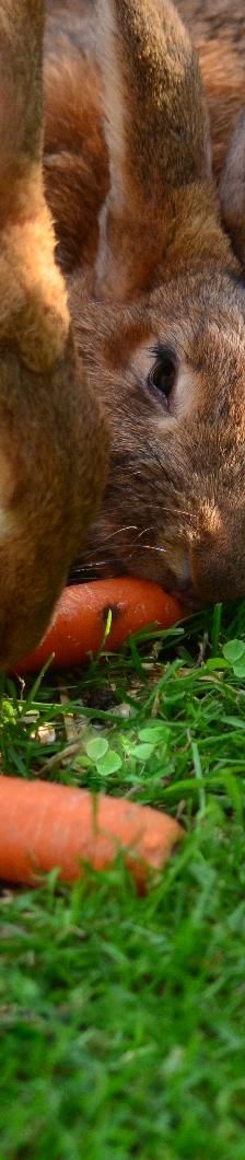 Chinchilla – Sonstiges, Unbekannt, Alter unbekannt, 97074 Würzburg – Foto 7