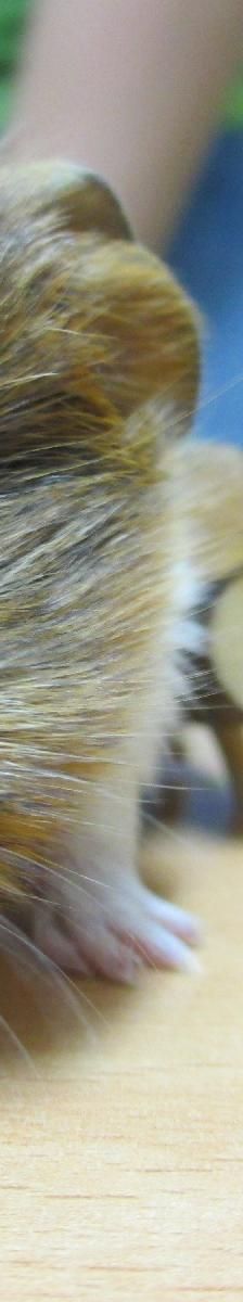 Chinchilla – Sonstiges, Unbekannt, Alter unbekannt, 97074 Würzburg – Foto 8