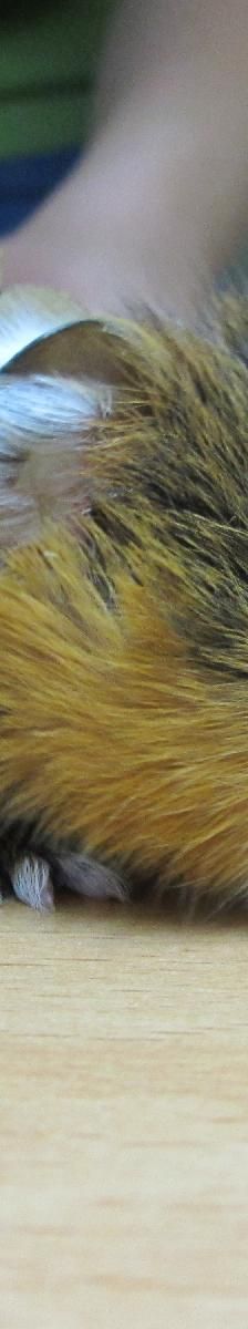 Chinchilla – Sonstiges, Unbekannt, Alter unbekannt, 97074 Würzburg – Foto 9