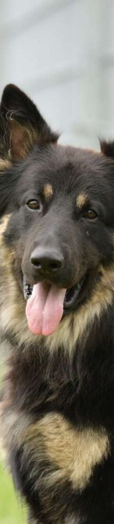 Gero – Deutscher Schäferhund, Männchen, 2 Jahre 7 Monate, 13057 Berlin – Foto 1