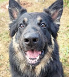 Gero – Deutscher Schäferhund, Männchen, 2 Jahre 7 Monate, 13057 Berlin – Foto 2