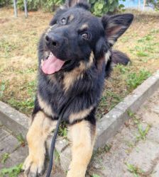 Gero – Deutscher Schäferhund, Männchen, 2 Jahre 7 Monate, 13057 Berlin – Foto 3
