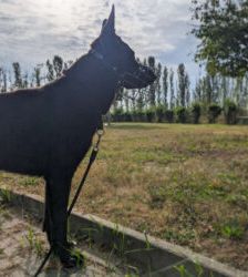 Gero – Deutscher Schäferhund, Männchen, 2 Jahre 7 Monate, 13057 Berlin – Foto 4