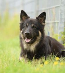Gero – Deutscher Schäferhund, Männchen, 2 Jahre 7 Monate, 13057 Berlin – Foto 5