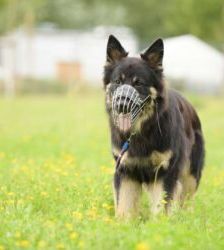 Gero – Deutscher Schäferhund, Männchen, 2 Jahre 7 Monate, 13057 Berlin – Foto 7