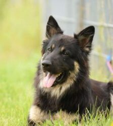 Gero – Deutscher Schäferhund, Männchen, 2 Jahre 7 Monate, 13057 Berlin – Foto 8