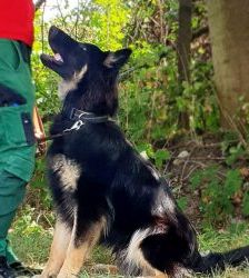 Gero – Deutscher Schäferhund, Männchen, 2 Jahre 7 Monate, 13057 Berlin – Foto 9