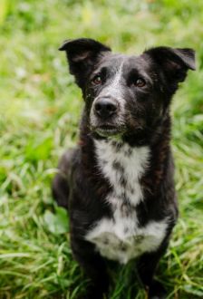 Robin – Mischling, Männchen, 1 Jahr, 97074 Würzburg – Foto 2