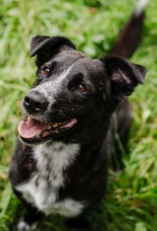 Robin – Mischling, Männchen, 1 Jahr, 97074 Würzburg – Foto 4